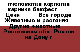 пчеломатки карпатка карника бакфаст F-1 › Цена ­ 800 - Все города Животные и растения » Другие животные   . Ростовская обл.,Ростов-на-Дону г.